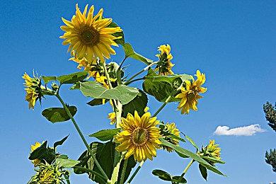 育碧发布《彩虹六号：异种》干员演示视频：Lion和透视无人机