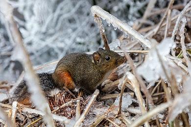 《小小梦魇》系列全平台销量超1200万套